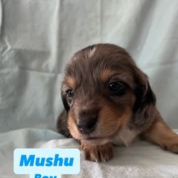Dachshund Puppies from M & M Breeding