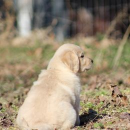 Golden Retriever Puppies from Golden Barnes Kennel