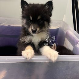 Tala - Black and white female Pomsky puppy in Riverside, California from LittleLoyalzLLC