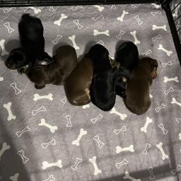 Dachshund Puppies from EB's Cajun Lil' Doxies