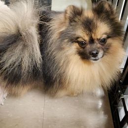 Kodak - Pomeranian