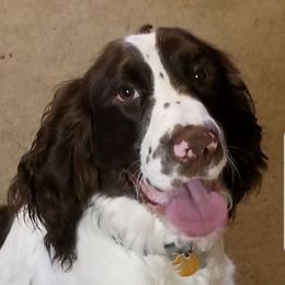 Whiskey - English Springer Spaniel