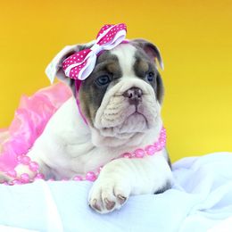 English Bulldog Puppies from Buffalo Bulldogs
