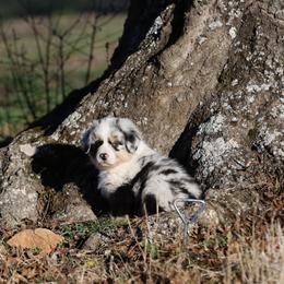 Boy 4 - male Australian Shepherd puppy in Warm Springs, Georgia from Out West Aussies