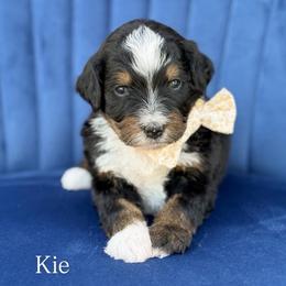 Kie - Tri-color female Bernedoodle puppy in Bellville, Ohio from Bernedoodle Buddies