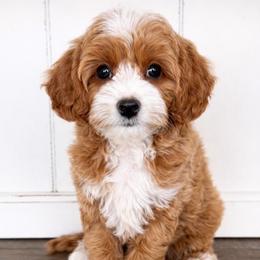Mike - Red  male Goldendoodle puppy in Saratoga Springs, Utah from DayDreamDoodles