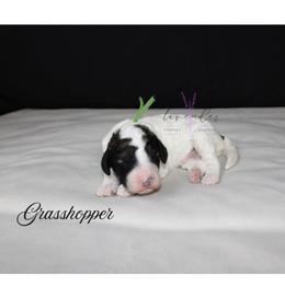 Grasshopper - Sable and white male Cockapoo puppy in Mancelona, Michigan from Lavender poodles & doodles