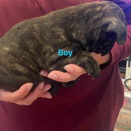 "Chase is a very laid back boy who loves to play" French Bulldog Puppies from Herbert's Frenchies