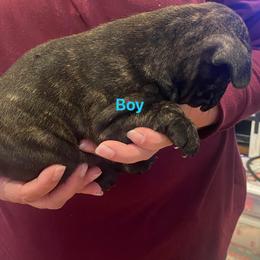 "Chase is a very laid back boy who loves to play" French Bulldog Puppies from Herbert's Frenchies