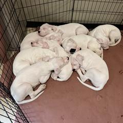Dogo Argentino puppies from For The Love of Dogos