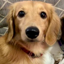 Hercules - Dachshund