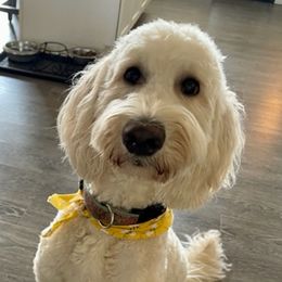 Pearl - Goldendoodle