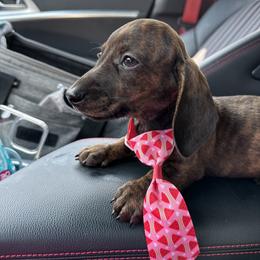 Dachshund Puppies from Army of Dachshunds
