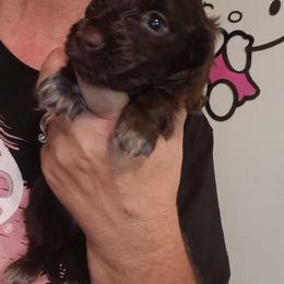 Mouse - Brindle female Dachshund puppy in Uhrichsville, Ohio from Stillwater Dachshunds