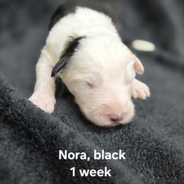 Nora - Gray and white female Old English Sheepdog puppy in Sutherlin, Oregon from Sapphire Eyes Sheepdogs