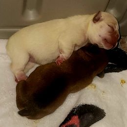 French Bulldog Puppies from Ma Chérie French Bulldogs