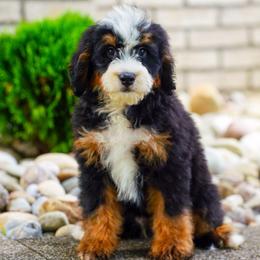 Xpress - Tri-color male Bernedoodle puppy in Dundee, Ohio from Down Home Doodle