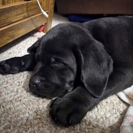 Boy 4 - Labrador Retriever puppy from Patton's Triple Pine Farm