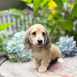 Dany's shaded cream girl B - Cream female Dachshund puppy in Fletcher, North Carolina from Lion's Gate Dachshunds