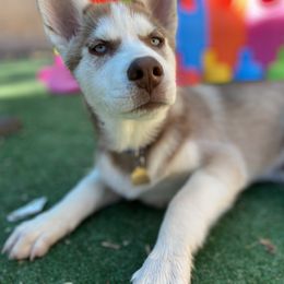 "11 weeks old" Siberian Husky Puppies from Phresh Pharm Husky Ranch