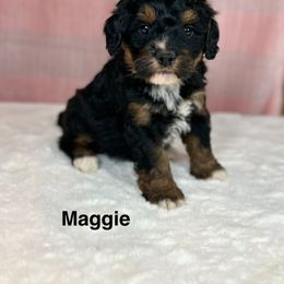 Maggie - Tri-color female Bernedoodle puppy in Sugarcreek, Ohio from Cuddly Companion Doodles