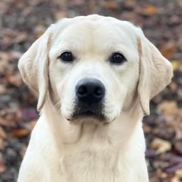 Labrador Retrievers from Mi Royal Labradors