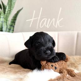 Hank AKC - Black male Miniature Schnauzer puppy in Victorville, California from West Coast Royal Miniature Schnauzer