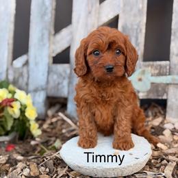 Timmy - Red male Cavapoo puppy in Oxford, Pennsylvania from FriendlyPals