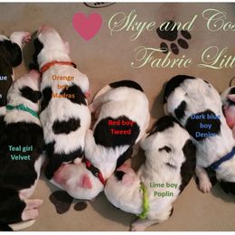 Sheepadoodle Puppies from Liberty Hill Sheepadoodles