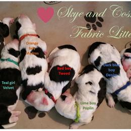 Sheepadoodle Puppies from Liberty Hill Sheepadoodles