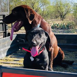 Chihuahuas and Labrador Retrievers from West Texas Labradors