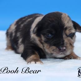 Pooh Bear - Blue merle male Miniature Australian Shepherd puppy in Weeki Wachee, Florida from Arlington's Mini Aussies
