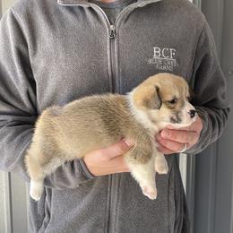 Maddy - Male 3 - Fawn male Pembroke Welsh Corgi puppy in Jefferson, South Carolina from Blue Creek Farms