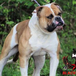 Rooster - American Bulldog