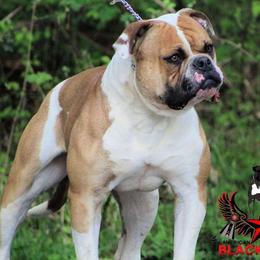 Rooster - American Bulldog