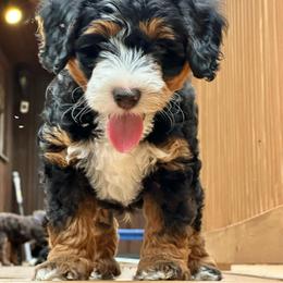 Astro - Tri-color male Bernedoodle puppy in Florence, South Carolina from Candy Doodles