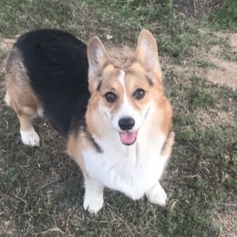 Maya - Pembroke Welsh Corgi