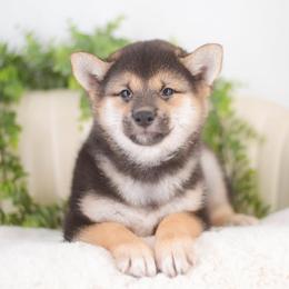 Fuki - Red Headed Black and Tan Boy - Black and tan male Shiba Inu puppy in Neosho, Missouri from Sunny Terrace Shibas