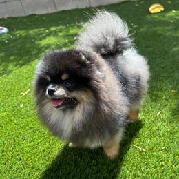 Winston - Black and tan male Pomeranian puppy in Las Vegas, Nevada from Velvet-Paws Pomeranians