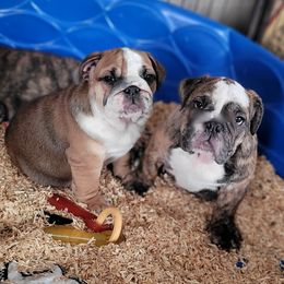 Bulldog Puppies from CARRIE FARRELL
