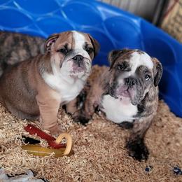 Bulldog Puppies from CARRIE FARRELL