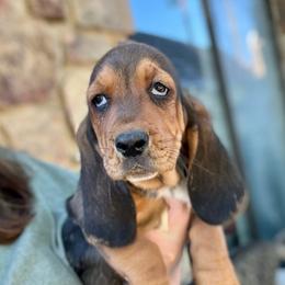 Larry - Black tan and white male Basset Hound puppy in Clinton, Tennessee from High Hopes Hounds