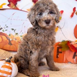 Funfetti - Merle female Goldendoodle puppy in Caldwell, Idaho from Leila Pearson