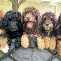 Aussiedoodles from Salt Creek Doodles