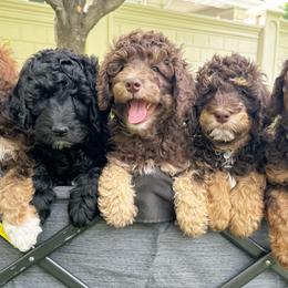 Aussiedoodles from Salt Creek Doodles