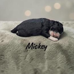 Mickey - Black and white male Aussiedoodle puppy in Lebanon, Oregon from Abbott Family Farm