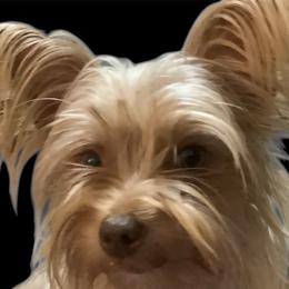 Noelle - Yorkshire Terrier