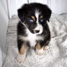 Jet - Black tri-color male Australian Shepherd puppy in Falcon, Missouri from www.maubachranch.com
