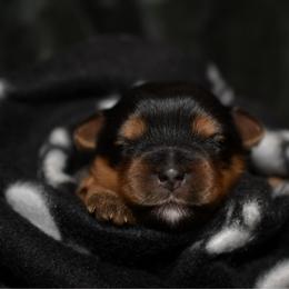 Boy 2 - Black and tan male Yorkshire Terrier puppy in Carmichael, California from Mckeever's Yorkies