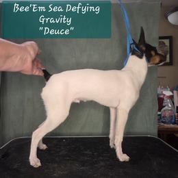 Bee'Em Sea Defying Gravity (Deuce) - White black and tan male Toy Fox Terrier puppy in Conway, South Carolina from Bee'Em Sea Kennel